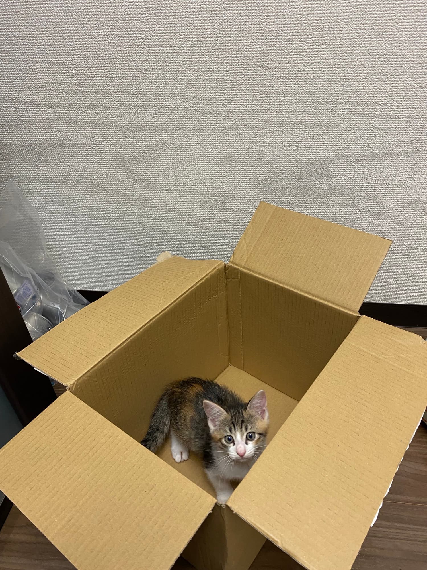 段ボール箱の中に収まってこちらを見上げる子猫の凜ちゃん