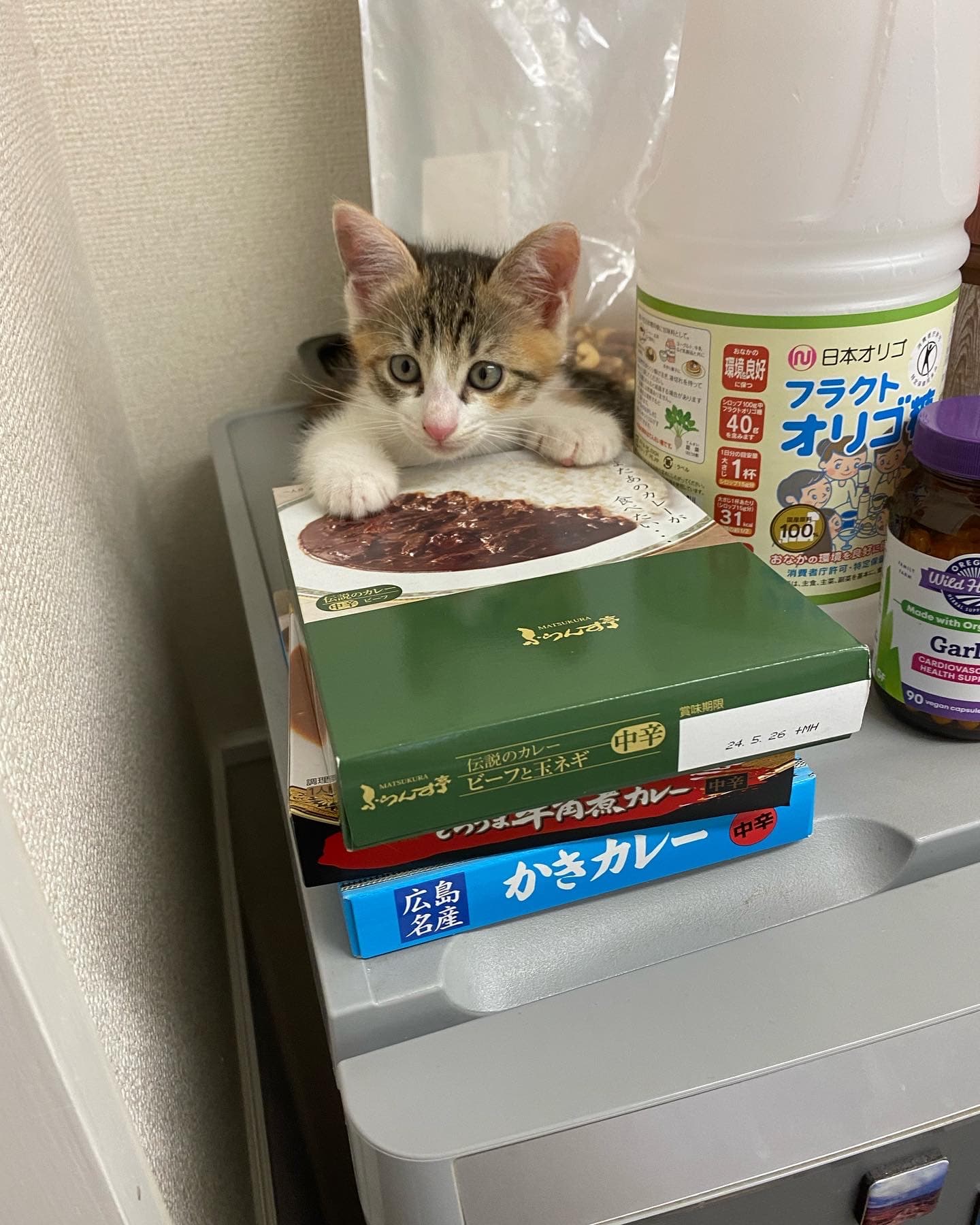 お風呂場王国を卒業!りんちゃん、おうちを大冒険🏠