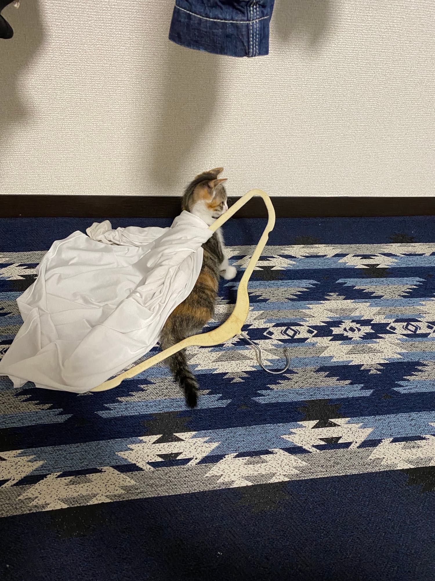 カバンの紐で遊ぶ子猫の凜ちゃん
