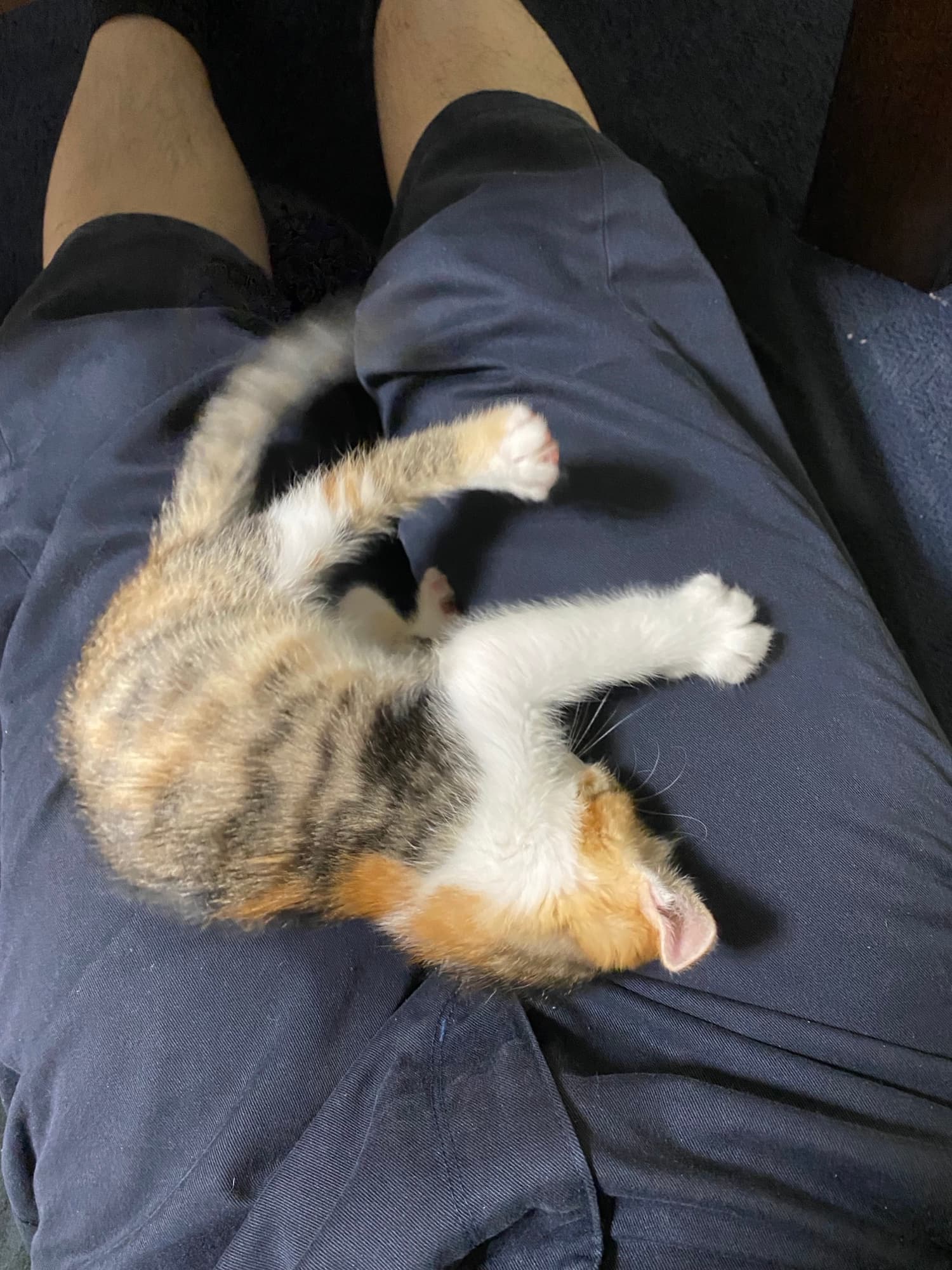 父ちゃんの膝の上で大の字に寝る子猫の凜ちゃん