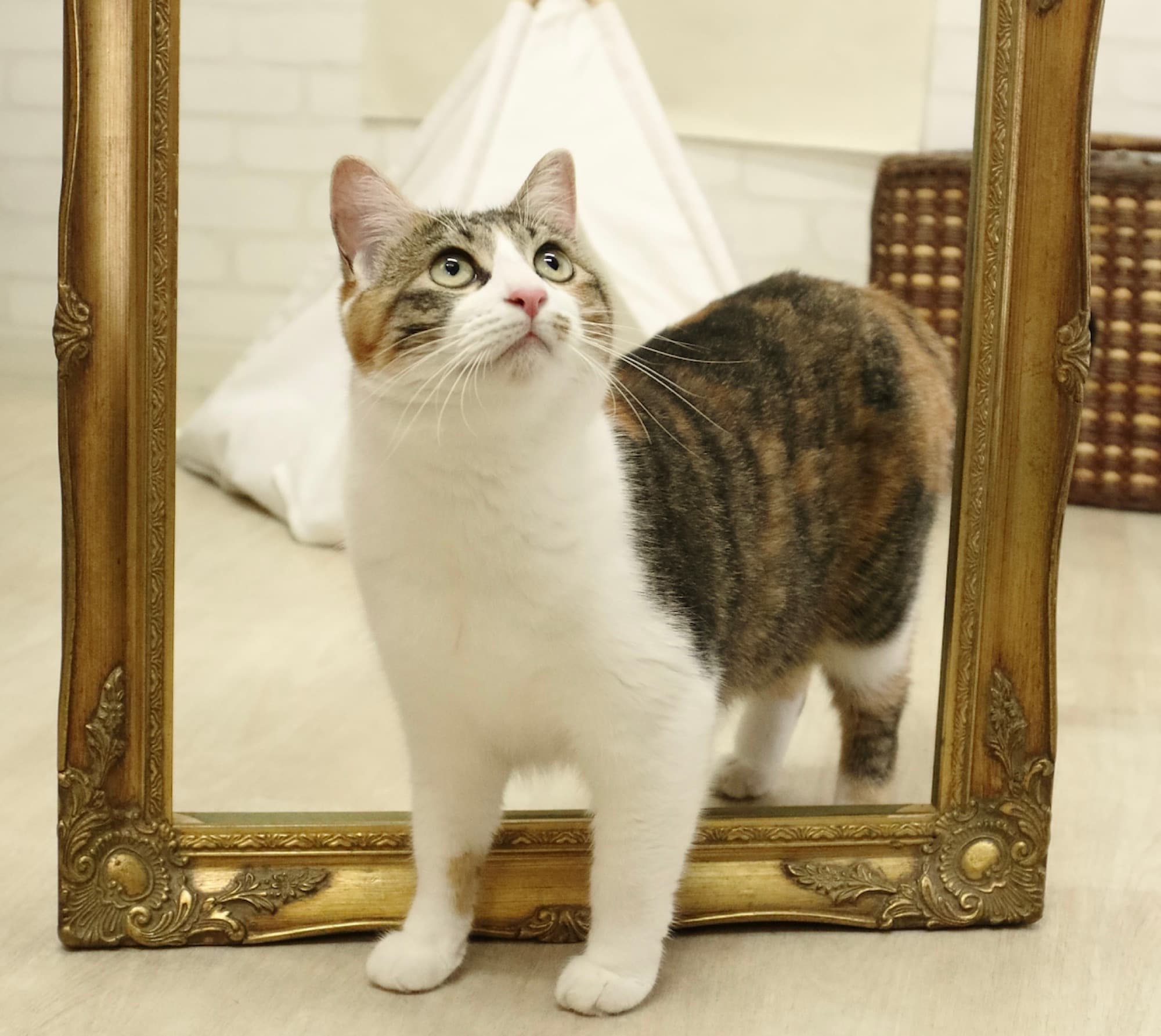 窓辺でくつろぐ三毛猫の凜ちゃん