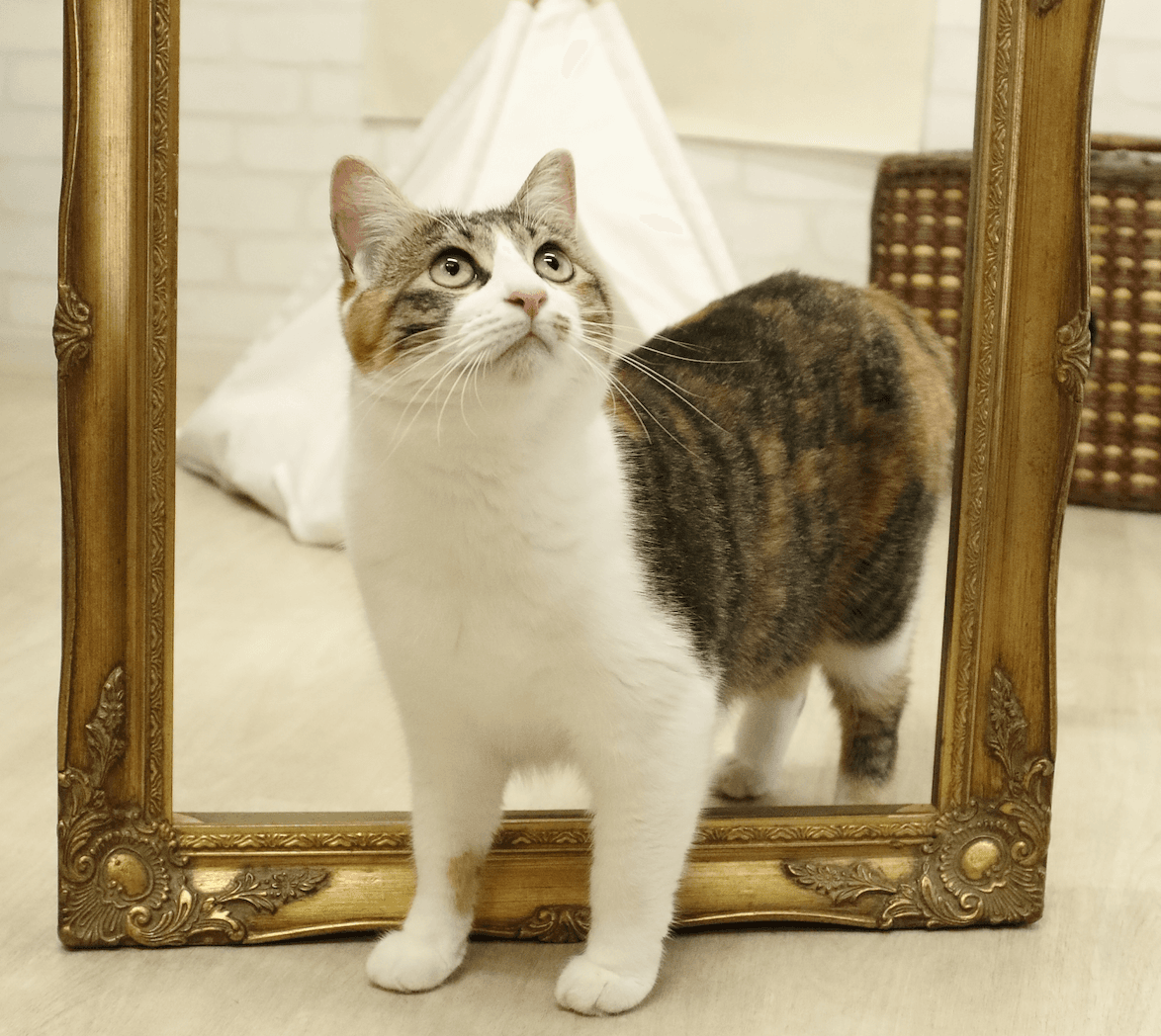窓辺でくつろぐ三毛猫の凜ちゃん