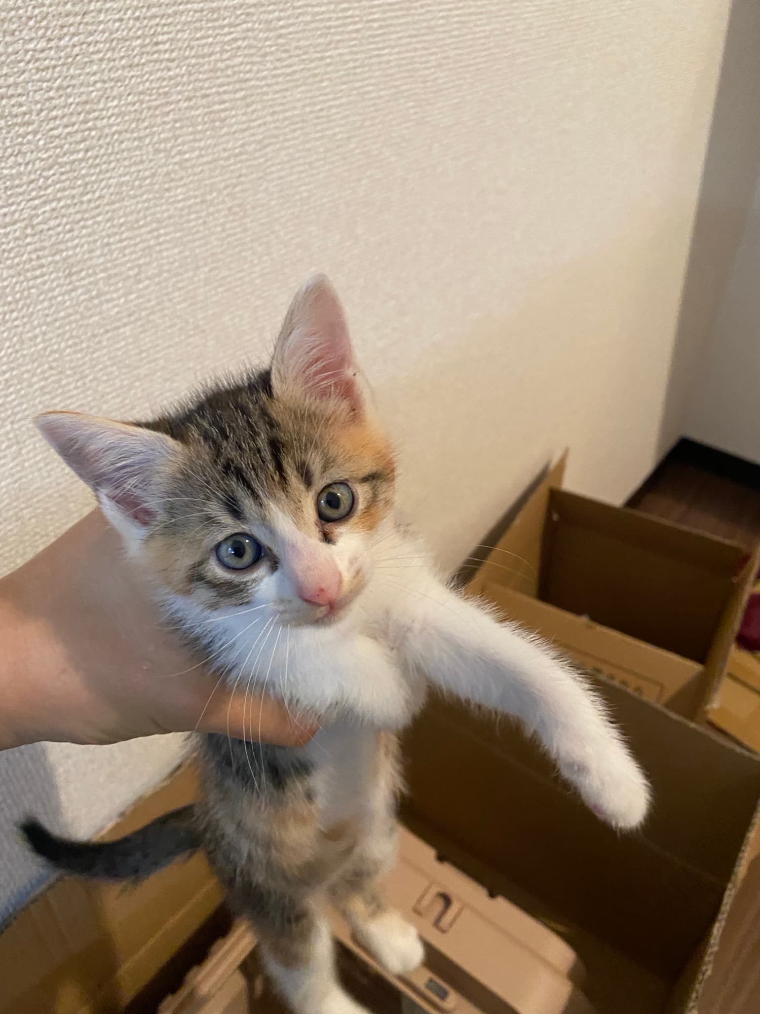 子猫の目はなぜ青い? ─ 成長で色が変わる理由