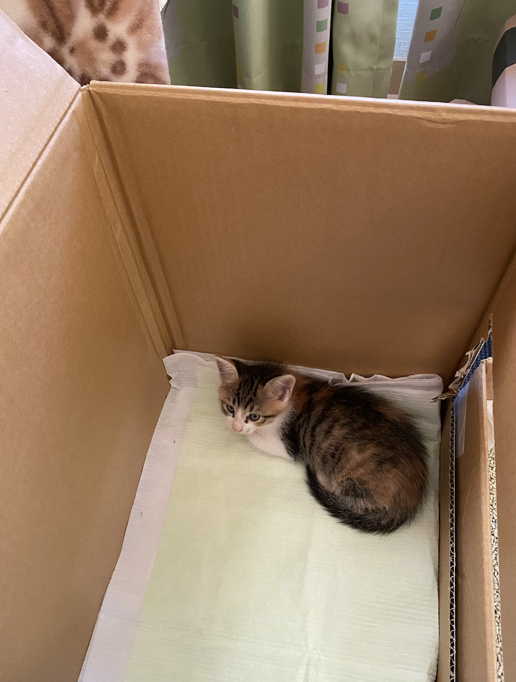 段ボールの凜ちゃん