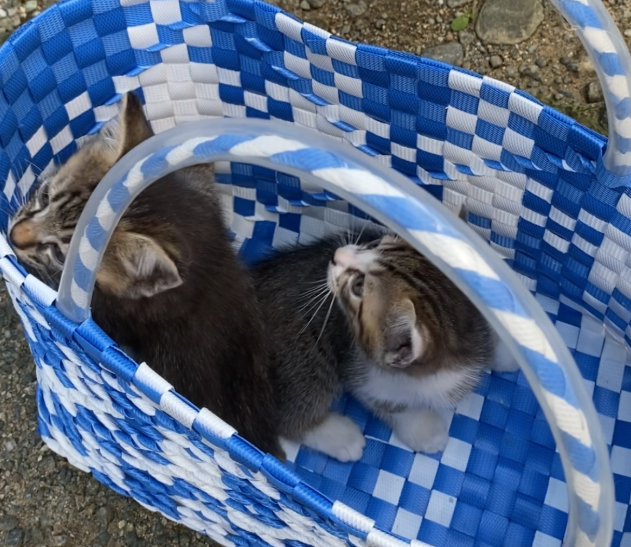 凜ちゃんの兄弟たち