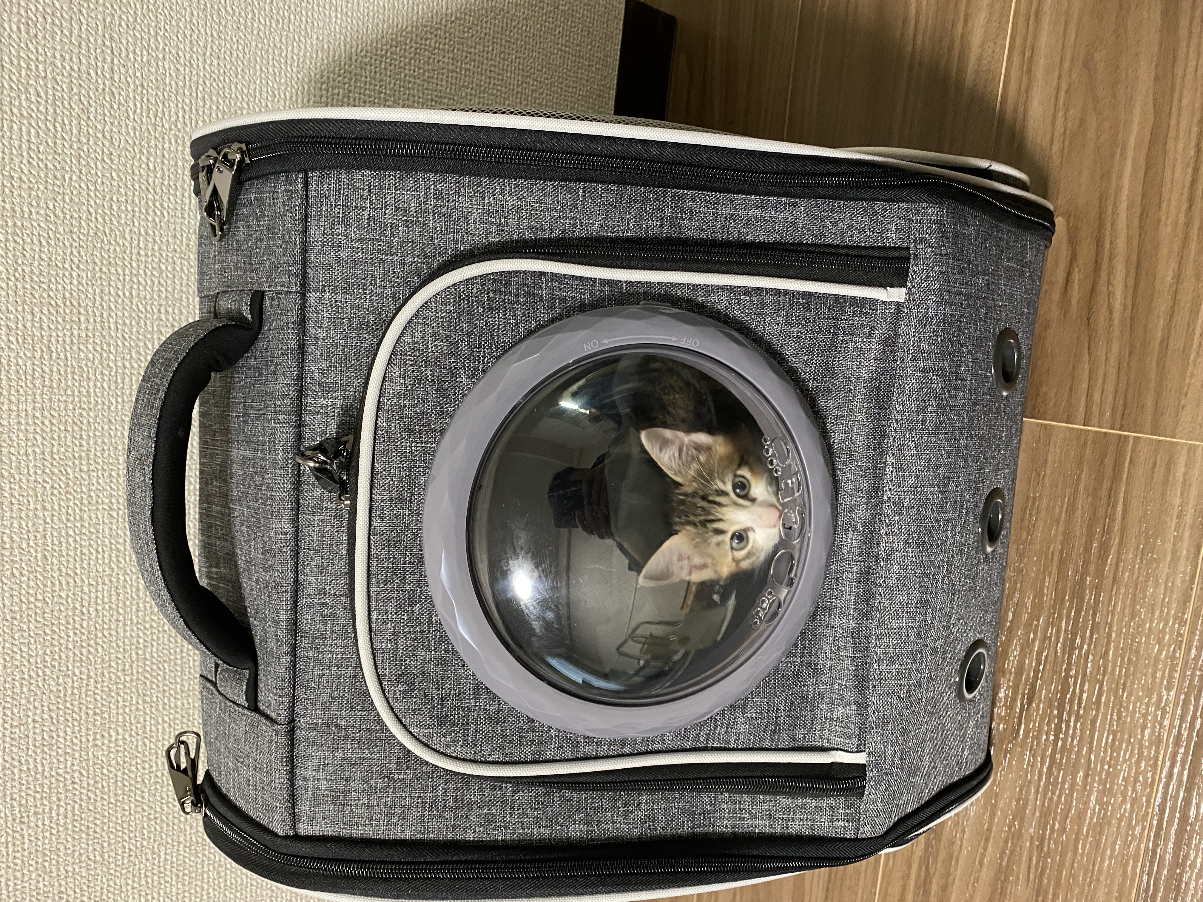 リュック型ケージの丸い窓から顔をのぞかせる凜ちゃん