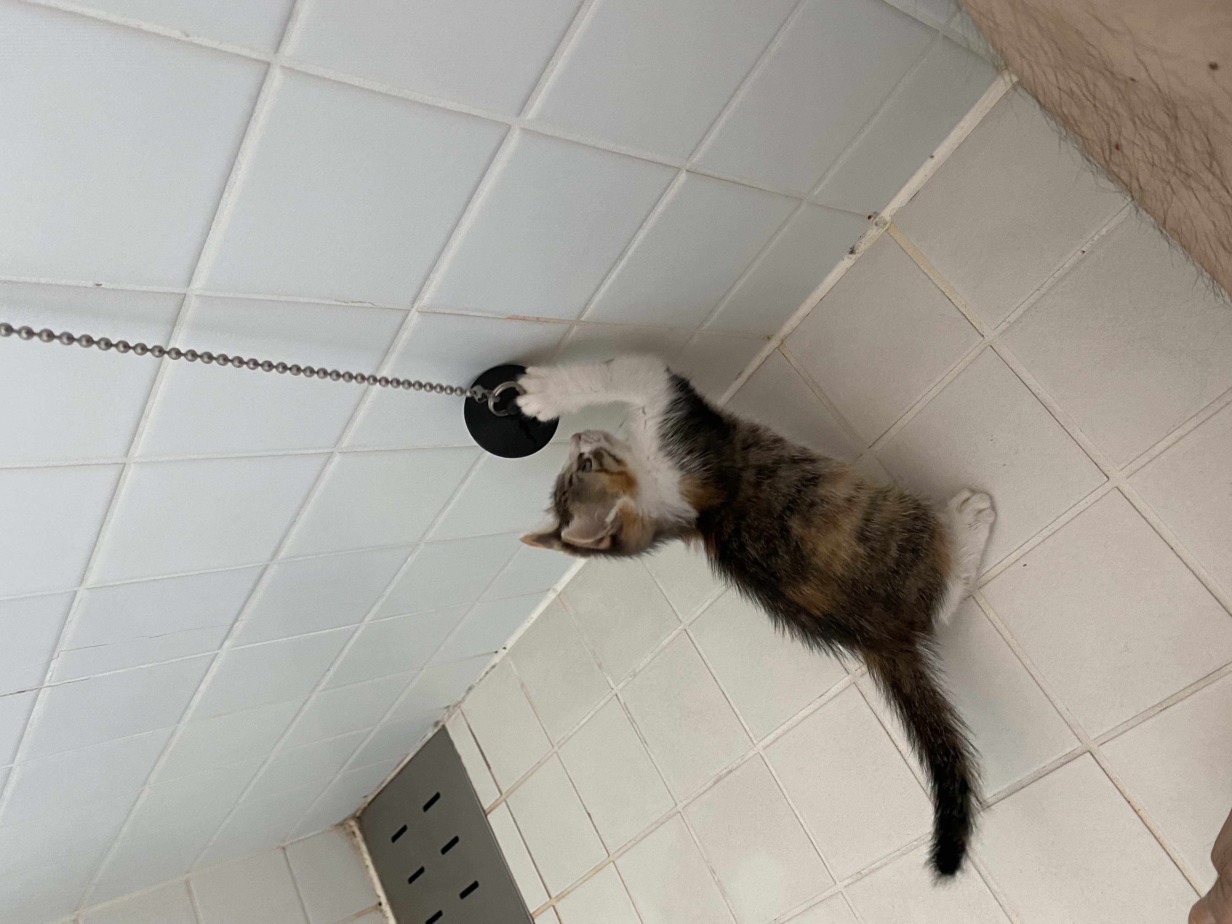 お風呂場のバスタブ栓のチェーンで遊ぶ凜ちゃん