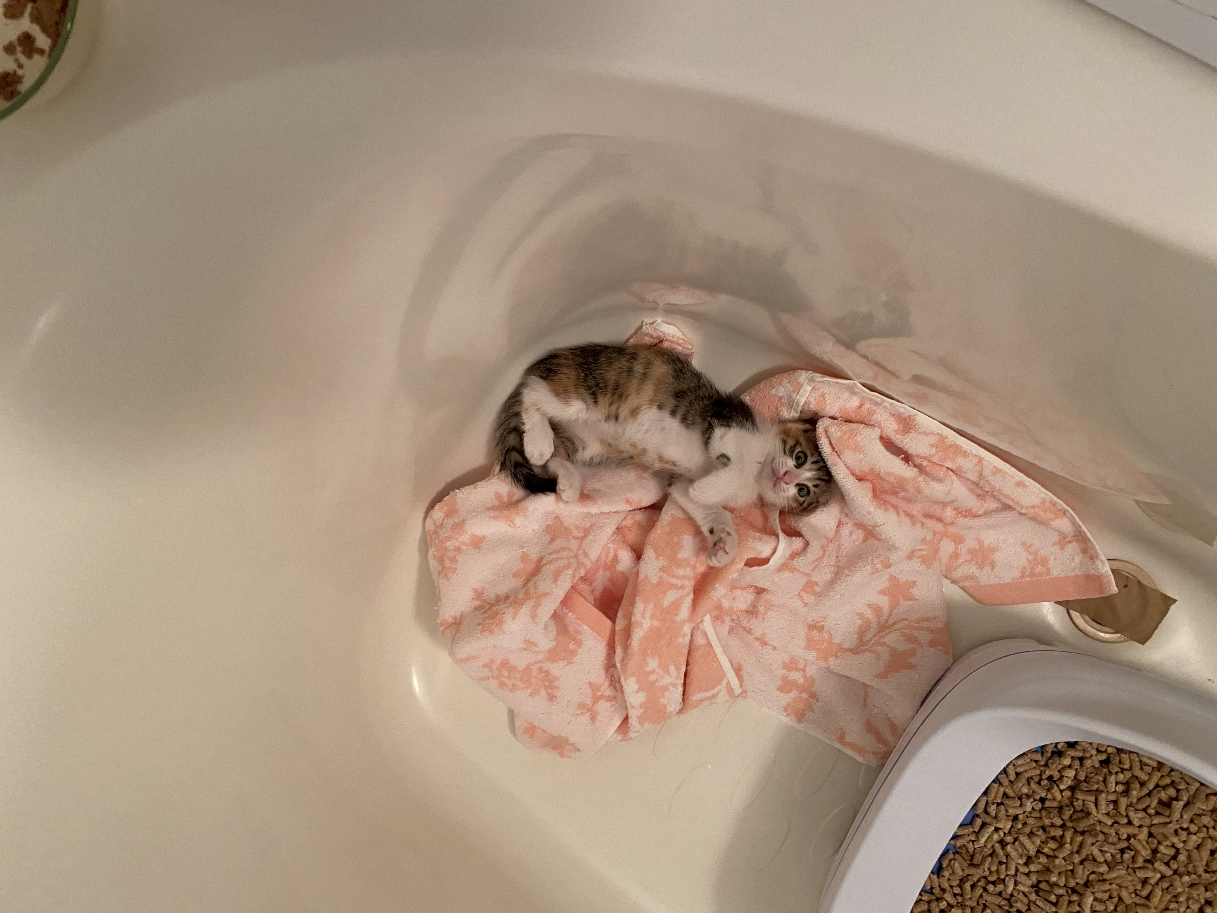 浴槽の中でピンクのタオルの上でくつろぐ凜ちゃん