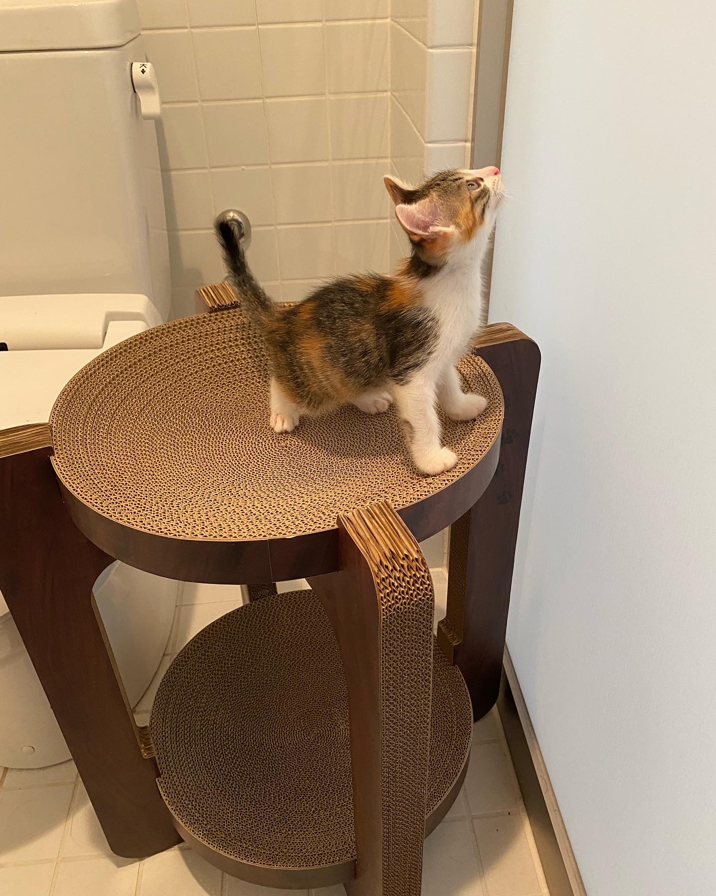 バリバリボールタワーの上で大きく口を開ける凜ちゃん