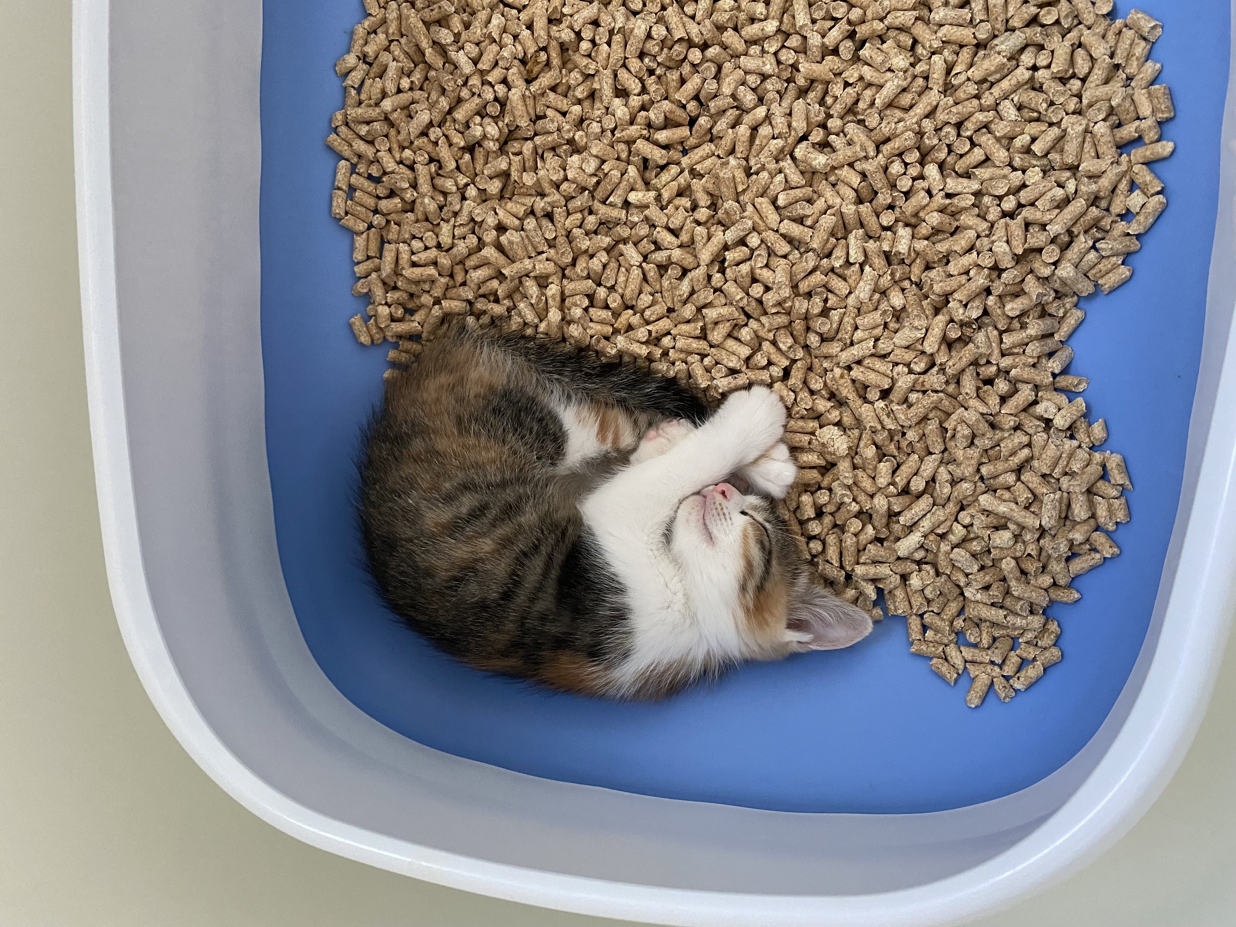 猫トイレの砂の中で丸まって寝る凜ちゃん