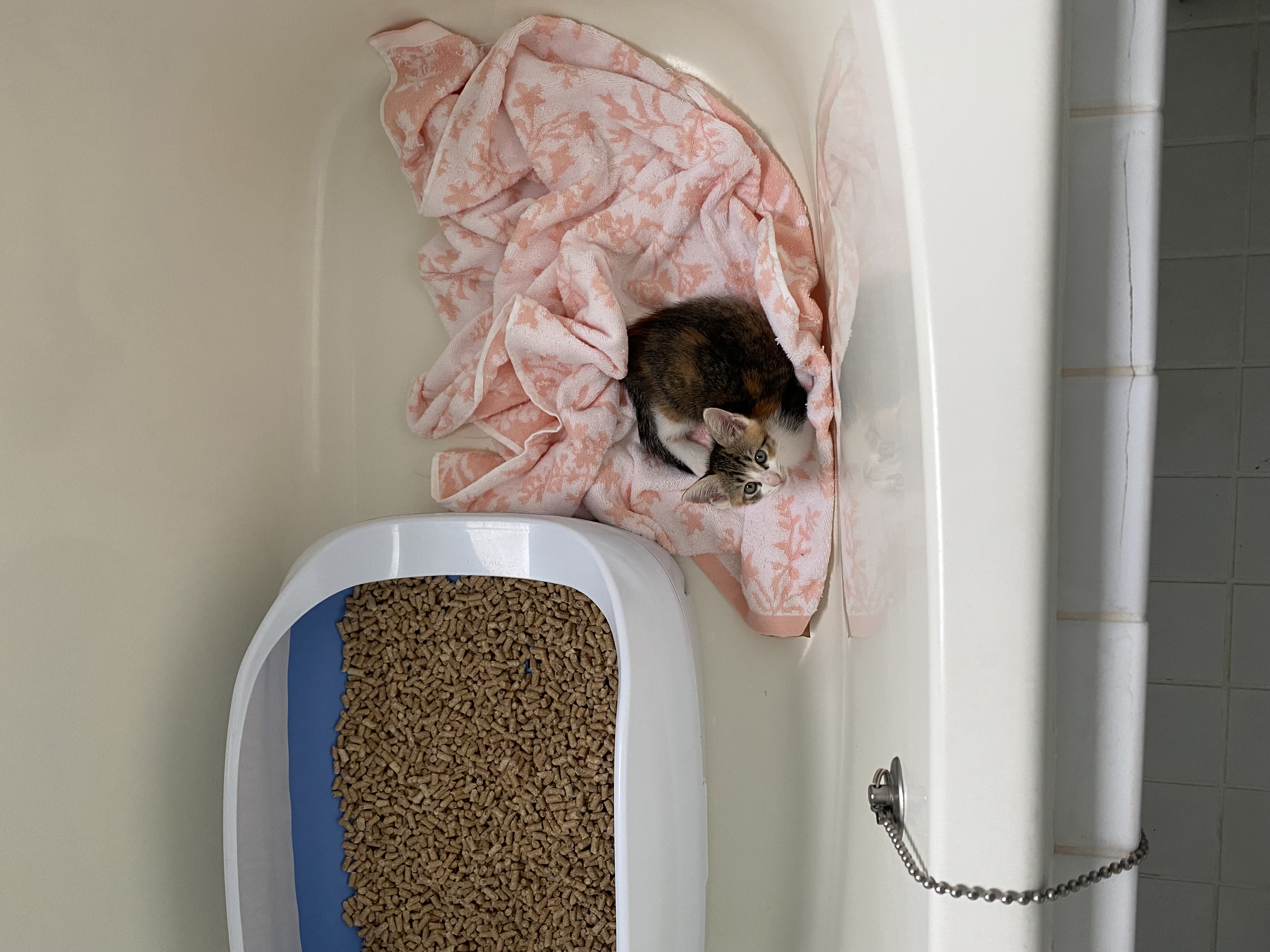 ピンクのタオルにくるまれてうとうとする凜ちゃん