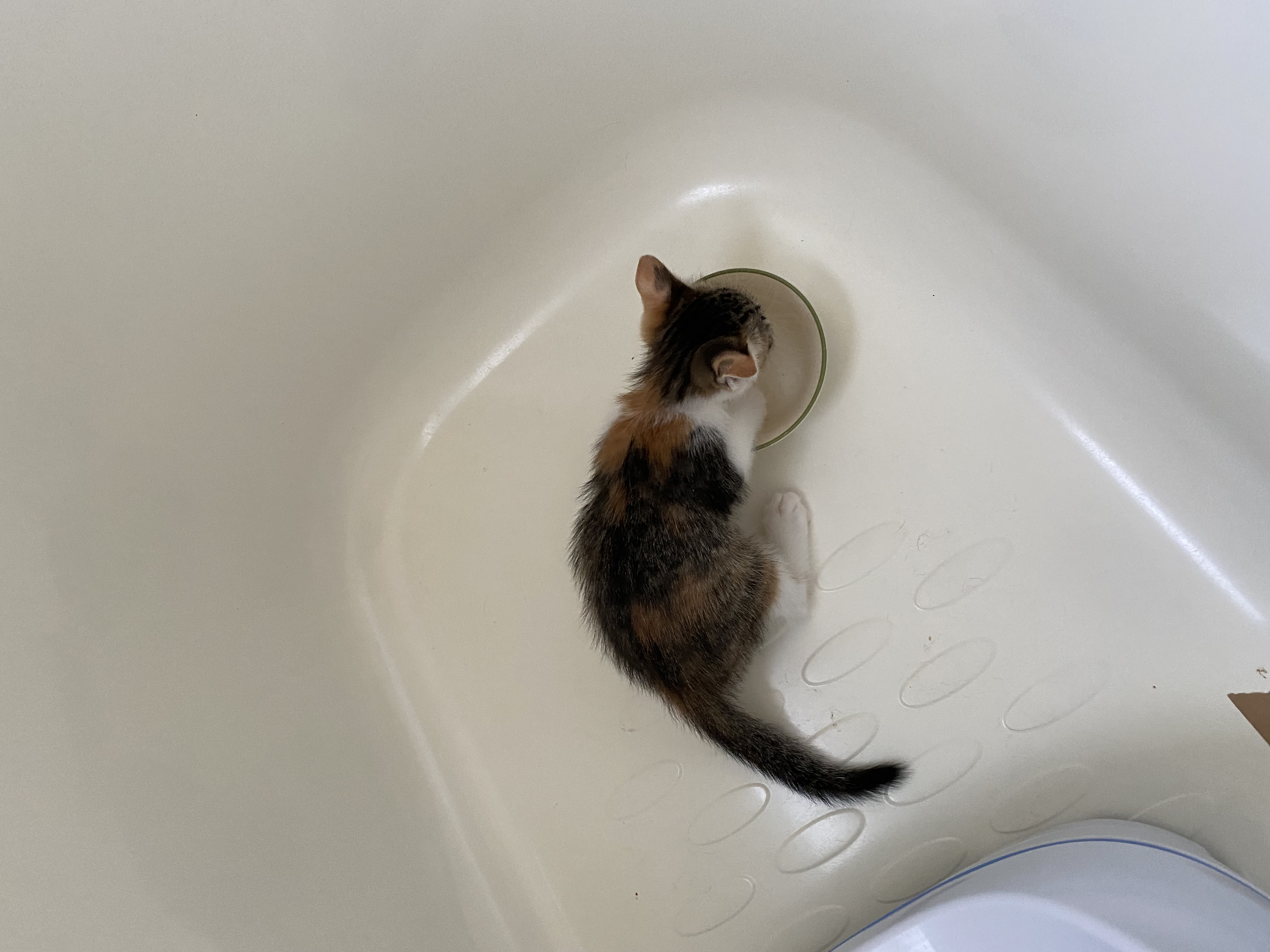 浴槽の中でお水を飲む凜ちゃん