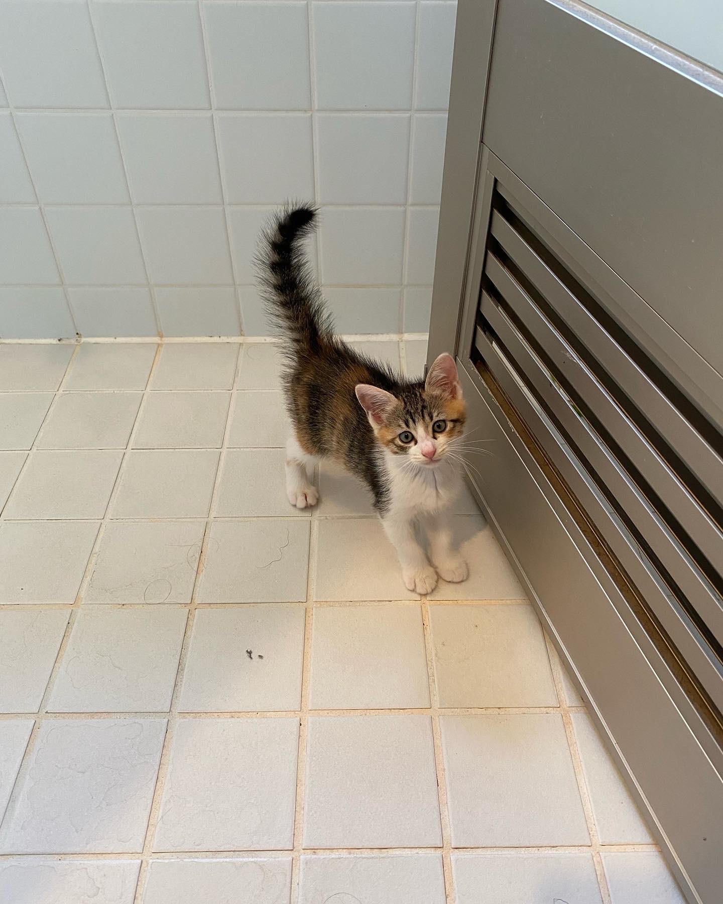 お風呂場でしっぽをピンと立てて立つ子猫の凜ちゃん